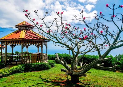 Lecythidaceae Tree and gazebo at Lovers Leap site in Southfield, Jamaica