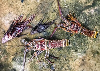 Hunted lionfish and lobsters on land in West End, Negril, Jamaica