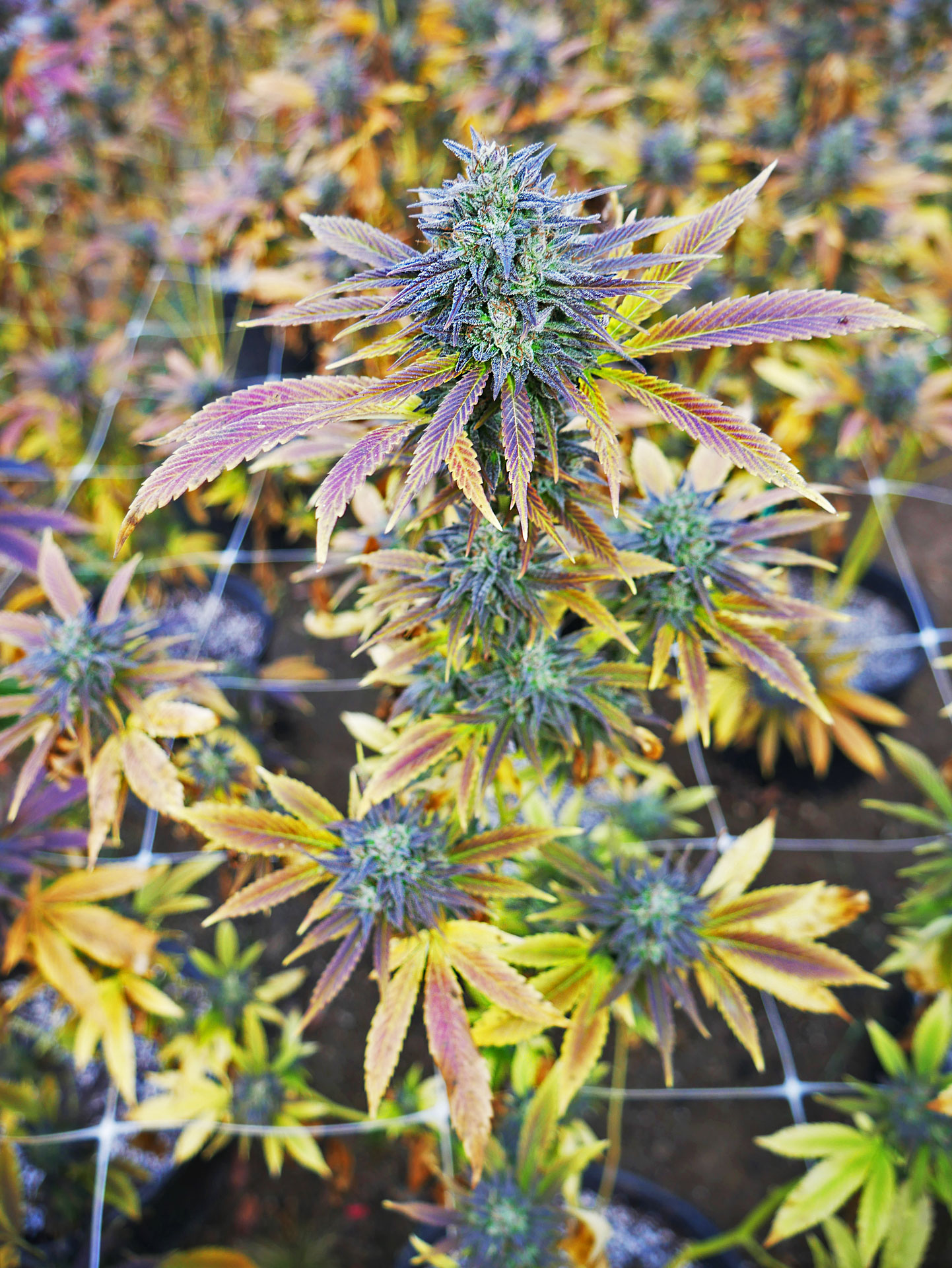 Colorful marijuana plants in Norcal
