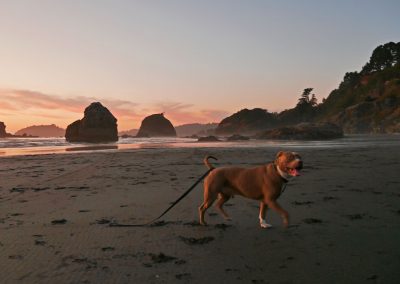 Pit bull during sunset at Moonstone Beach in Northern California