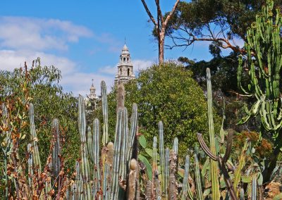 Cacti and California Tower in Balboa Park in San Diego