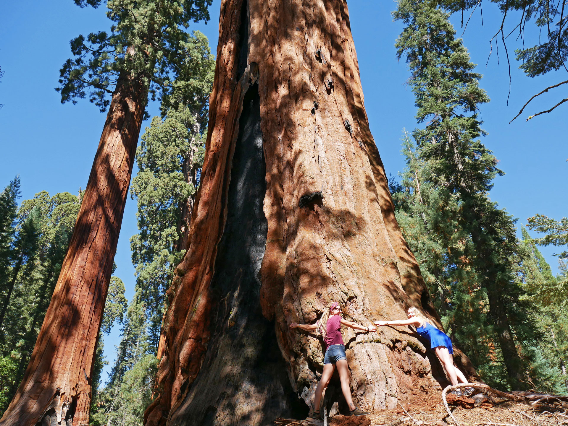 Sisters hugging giant tree in Sequoia National Park
