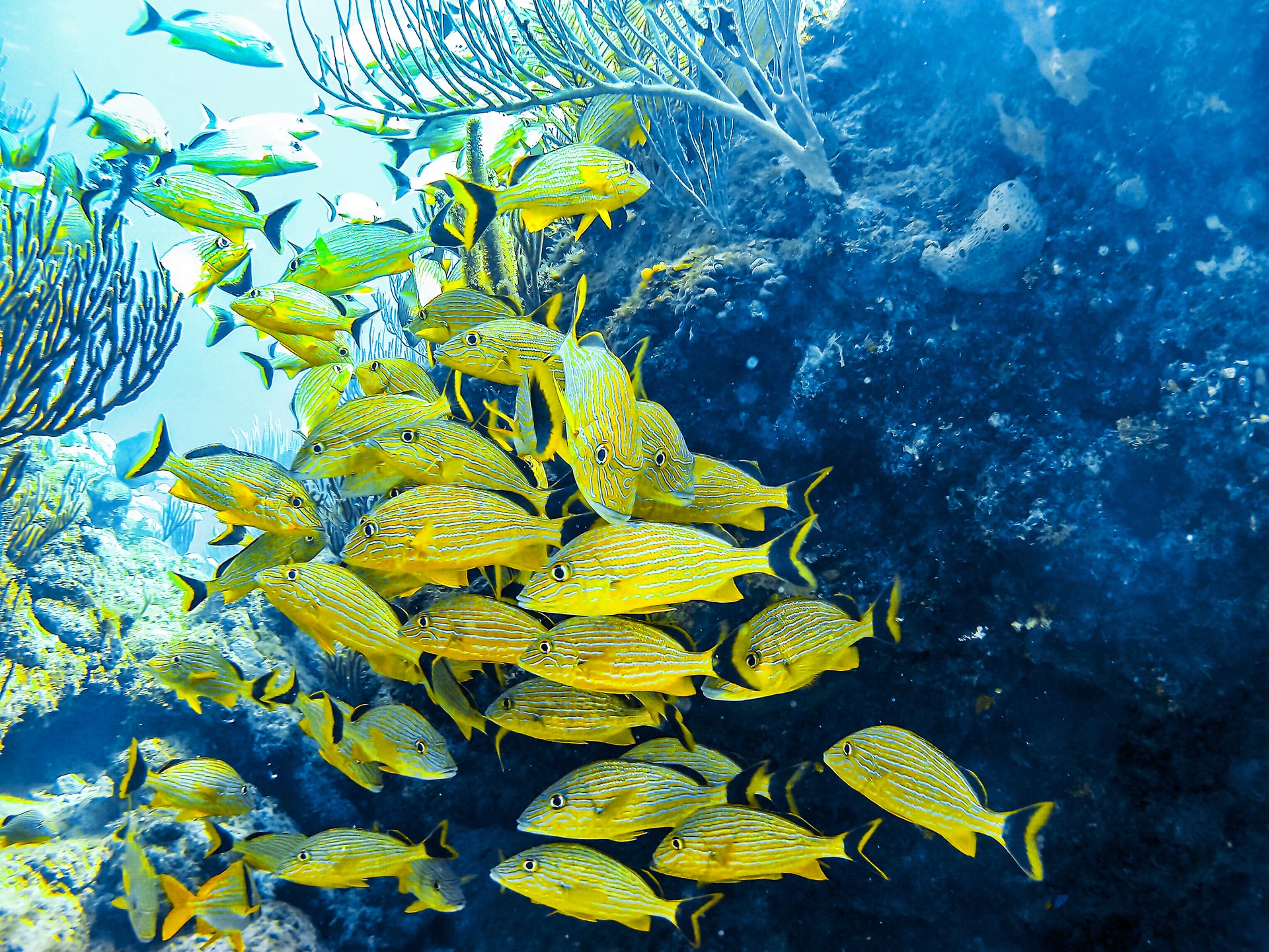 Group of yellow fish at coral reef near Varadero, Cuba