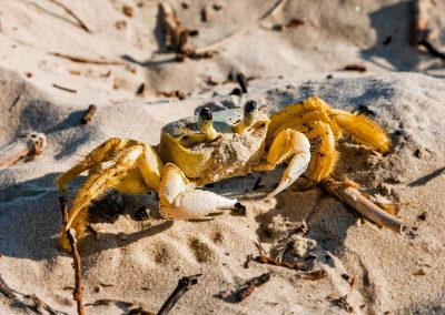 Crab at beach in Barra do Una, Brazil